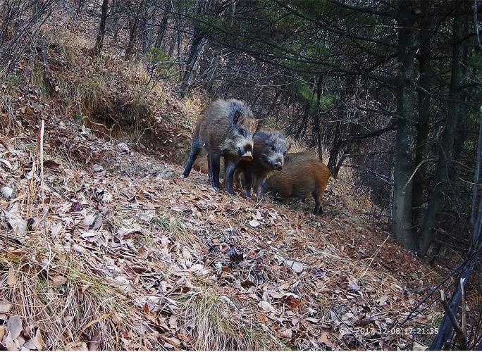 20人出资百万成立的护农狩猎队，一年捕杀野猪74头