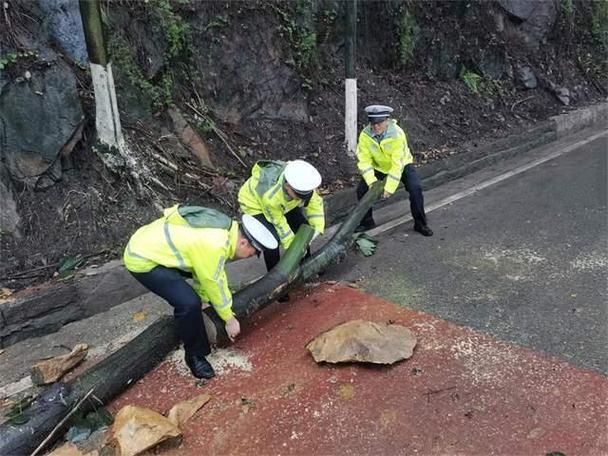 风雨中树木倾倒阻道路，民警徒手清理保畅通